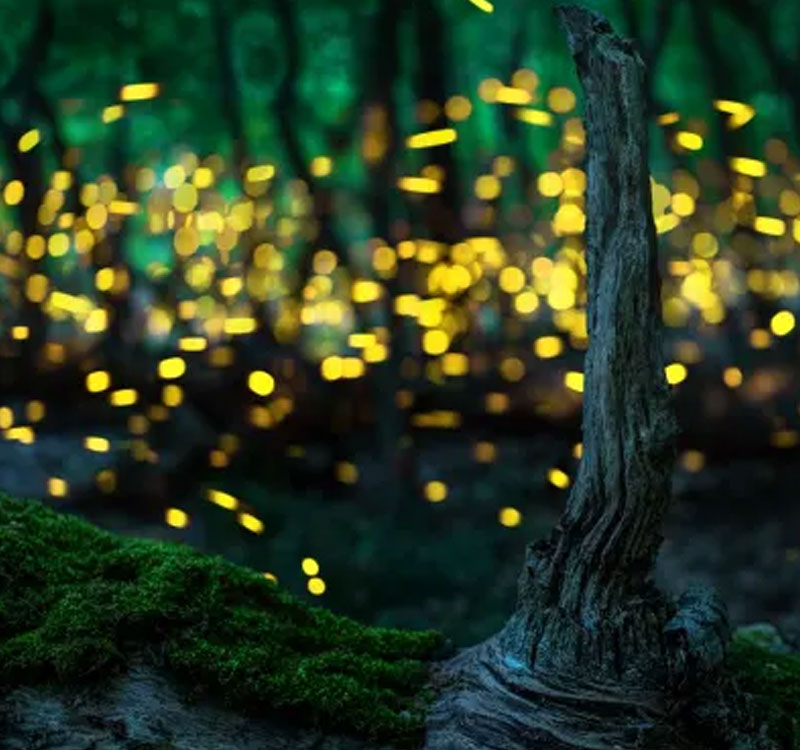 Firefly Watching | Alvea Hotel